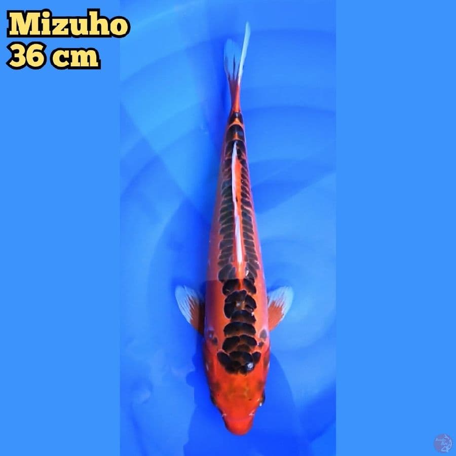 Mizuho 36 cm