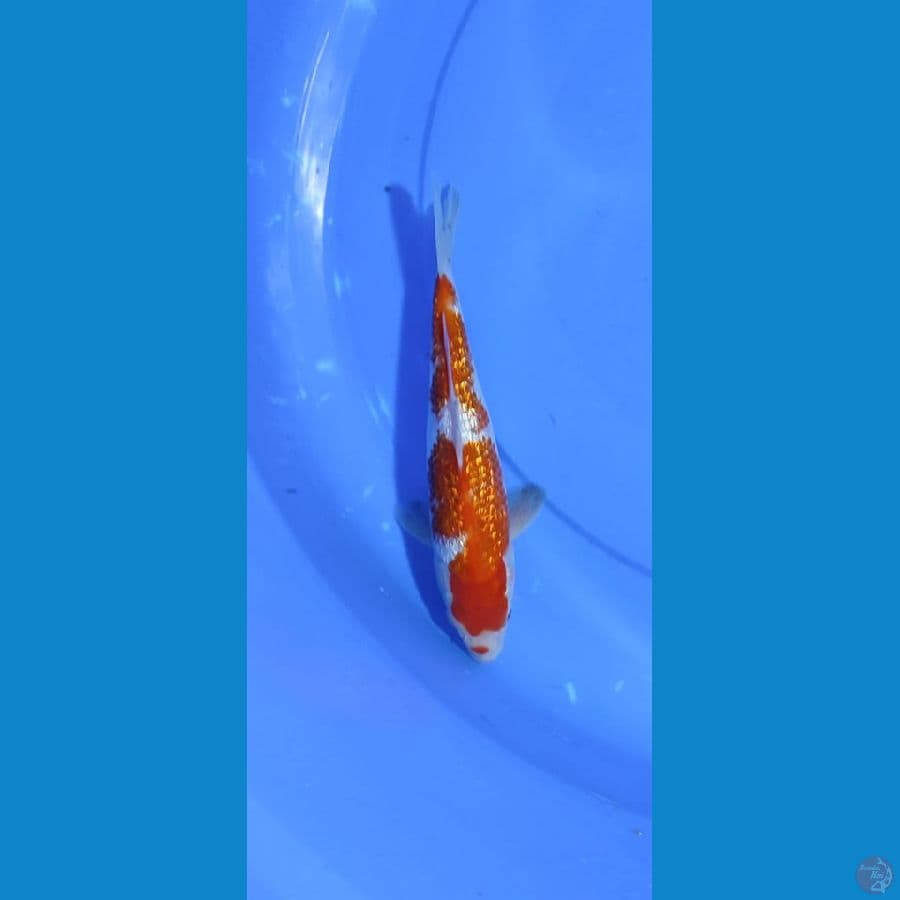 kohaku full gindrin