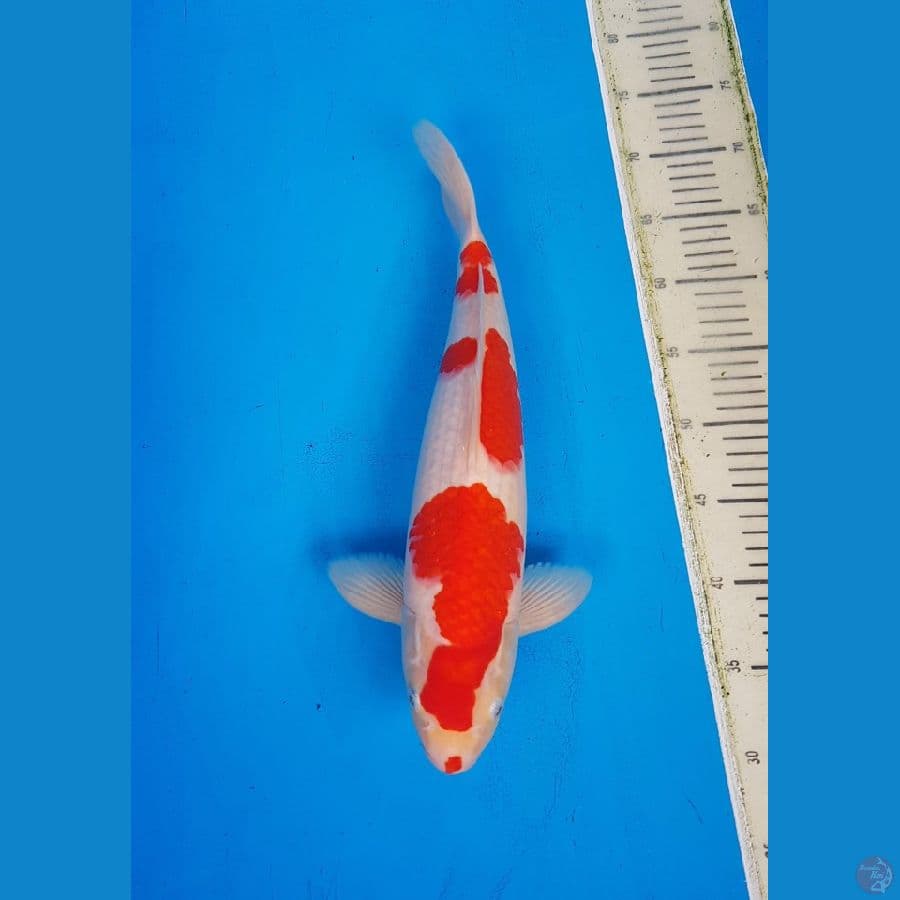 HQ Kohaku Kuchibeni 45cm