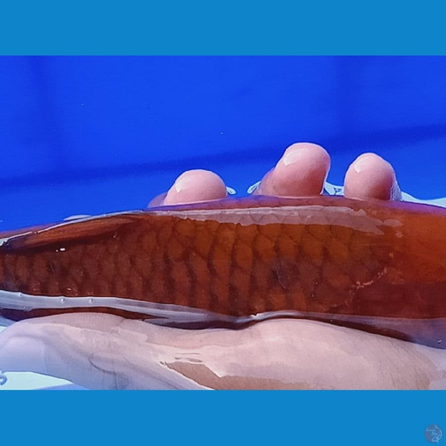 23 cm Chagoi Tembaga