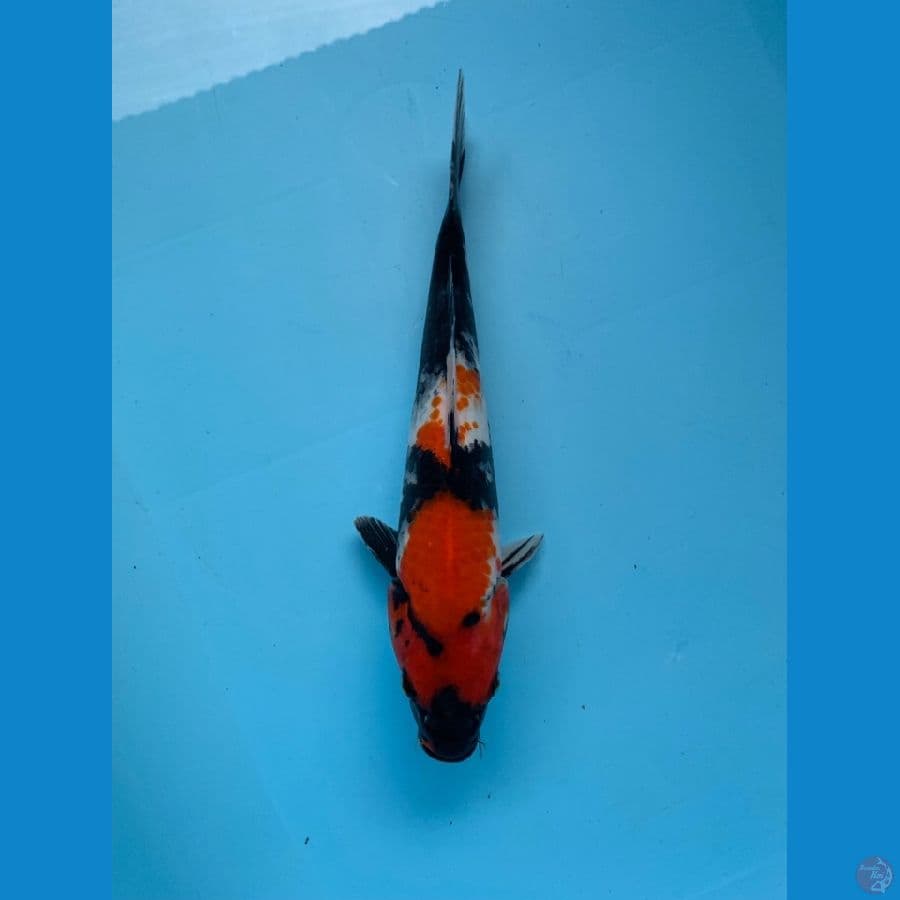 Showa sanshoku 28cm