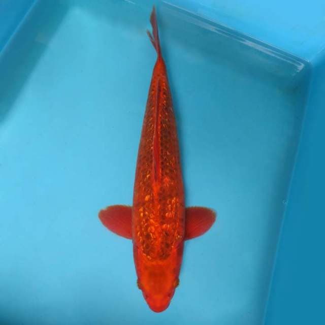 VOLCANO ~ AKA MATSUBA GIN RIN,-