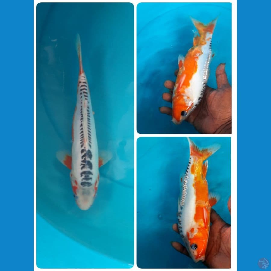 shusui 26cm