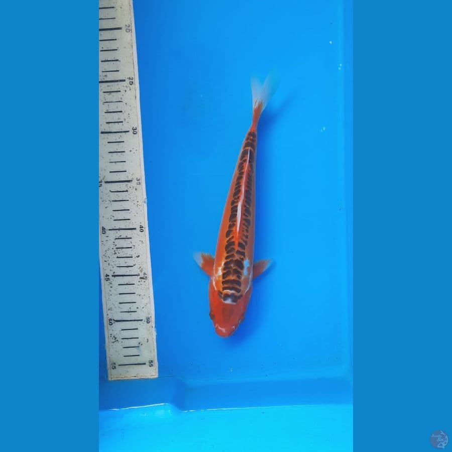 shusui 27cm