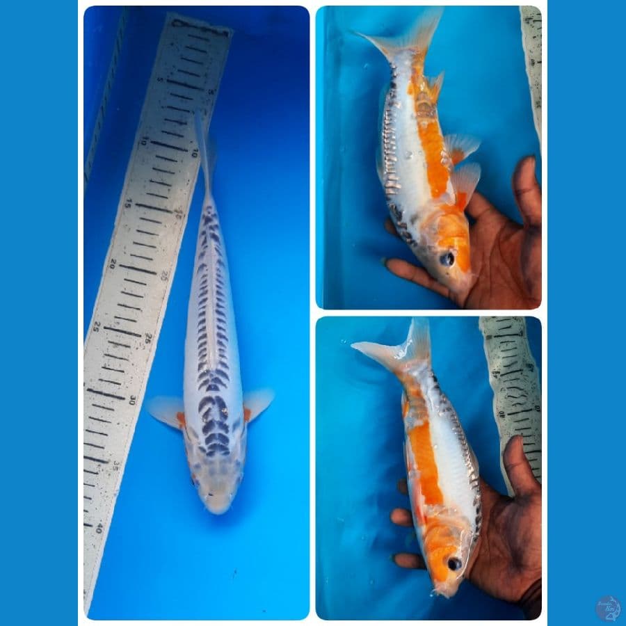shusui 29cm