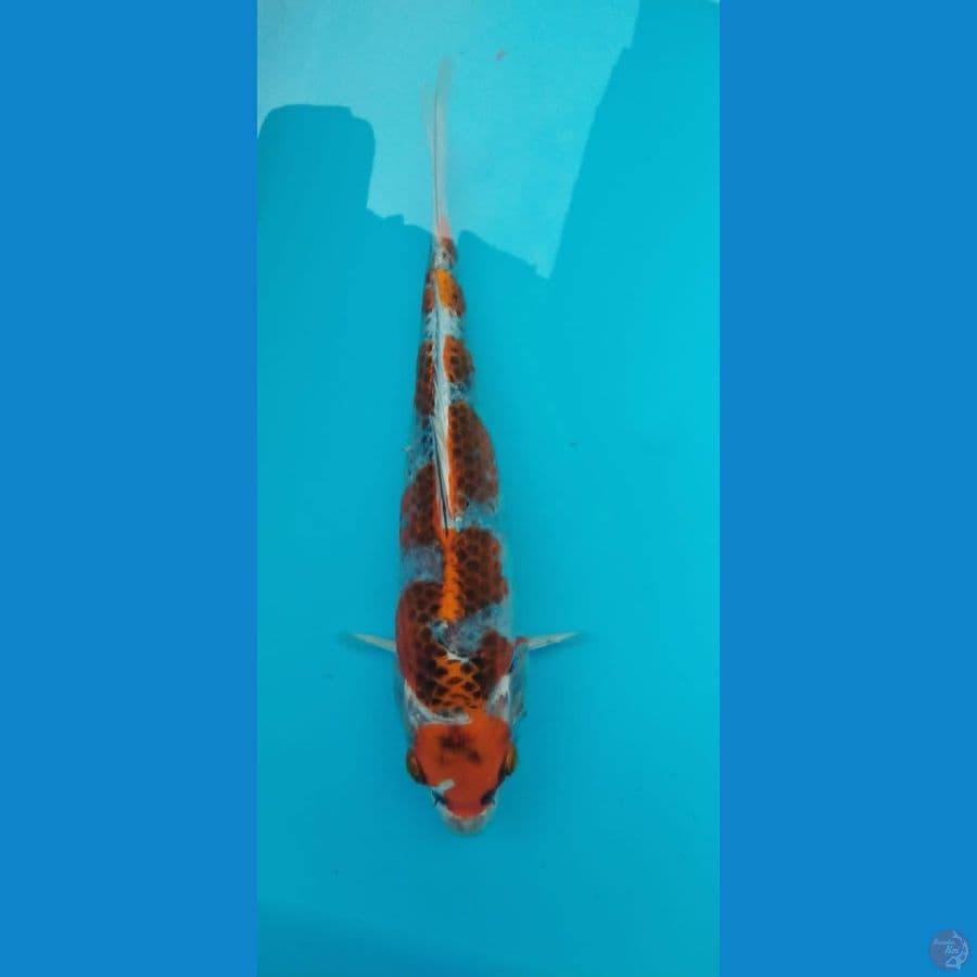 MARUTEN INAZUMA KUJAKU 22cm