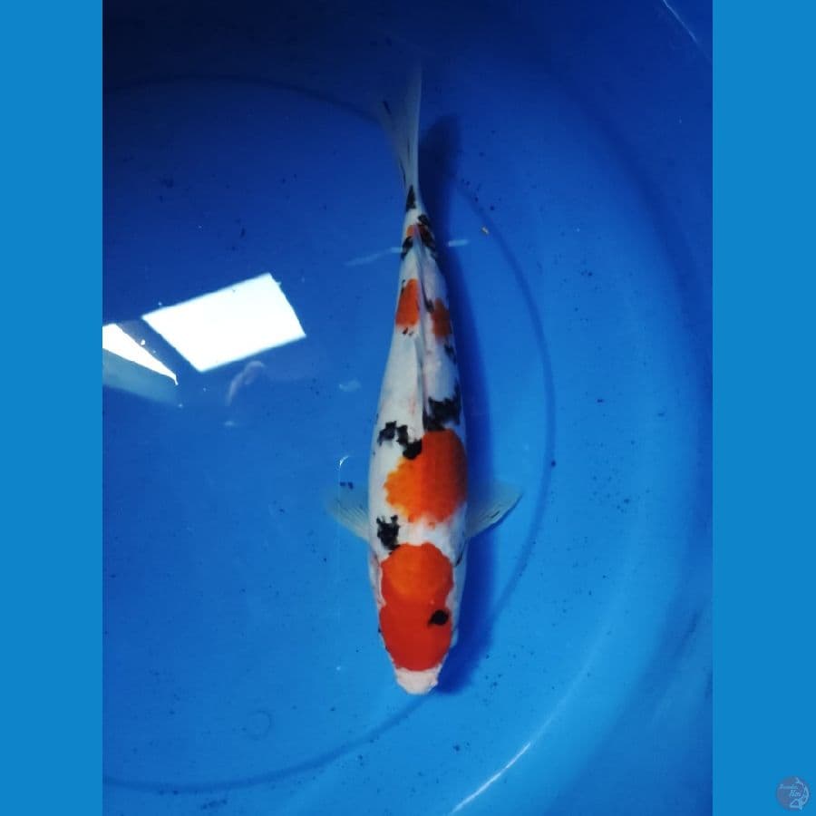 SQ SANKE 33cm