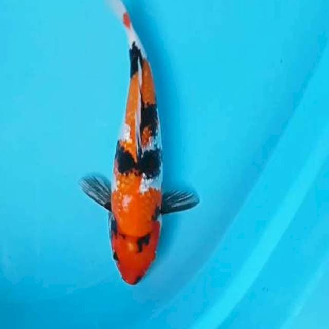 Showa gidrin 29cm