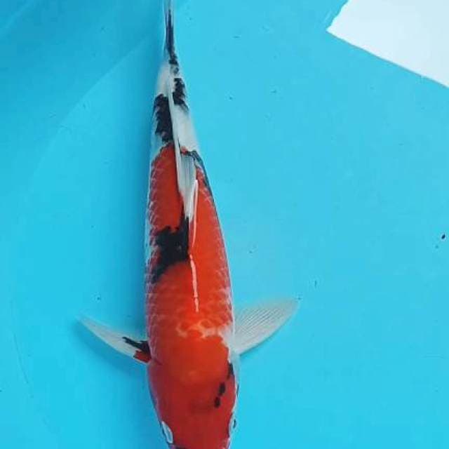 Showa 30cm