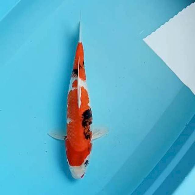 Showa 37cm