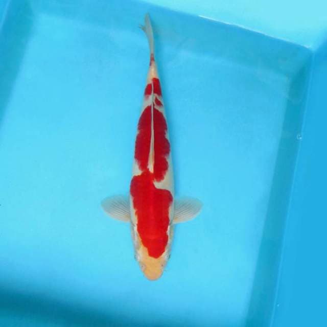 SILENT MORNING ~ KOHAKU,-