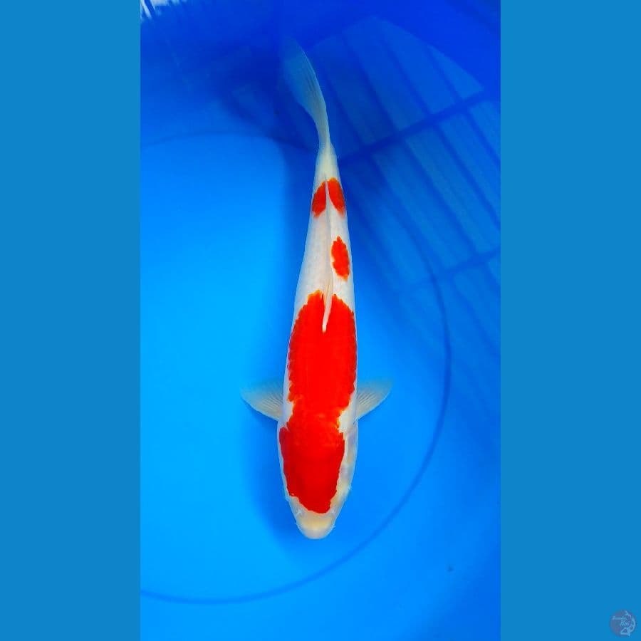 kohaku 40cm