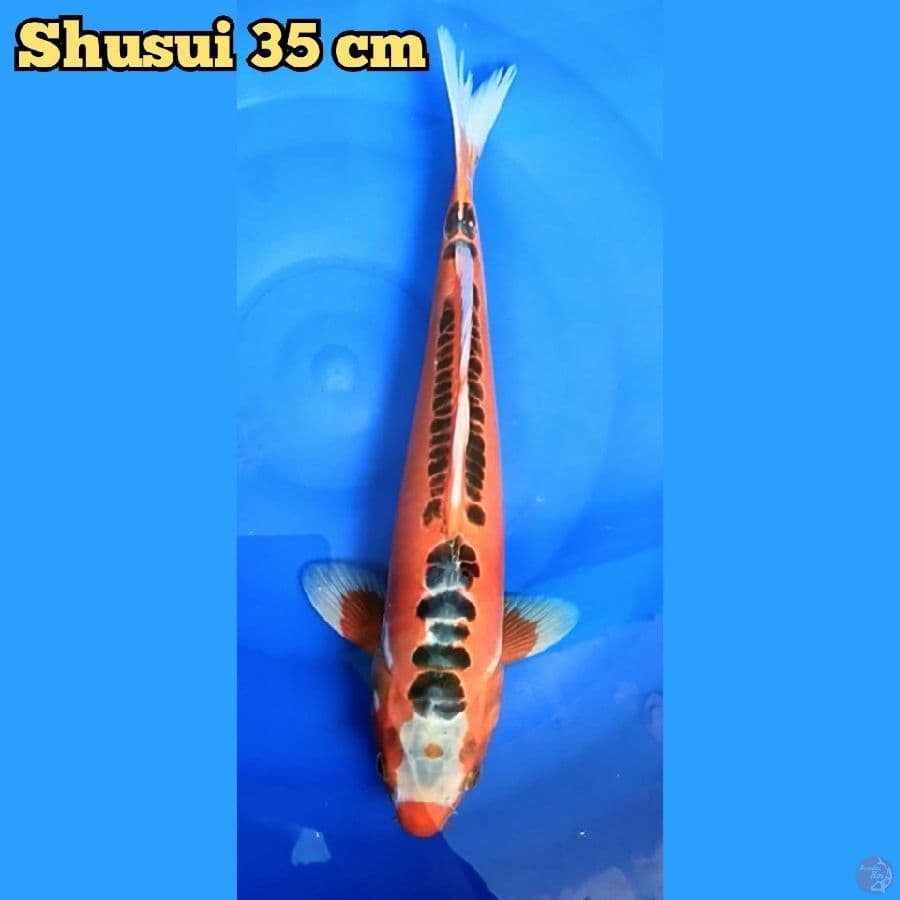 Shusui 35 cm