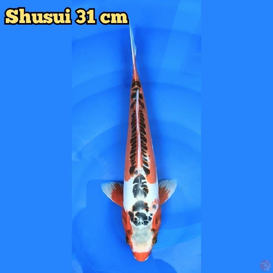 Shusui 31 cm