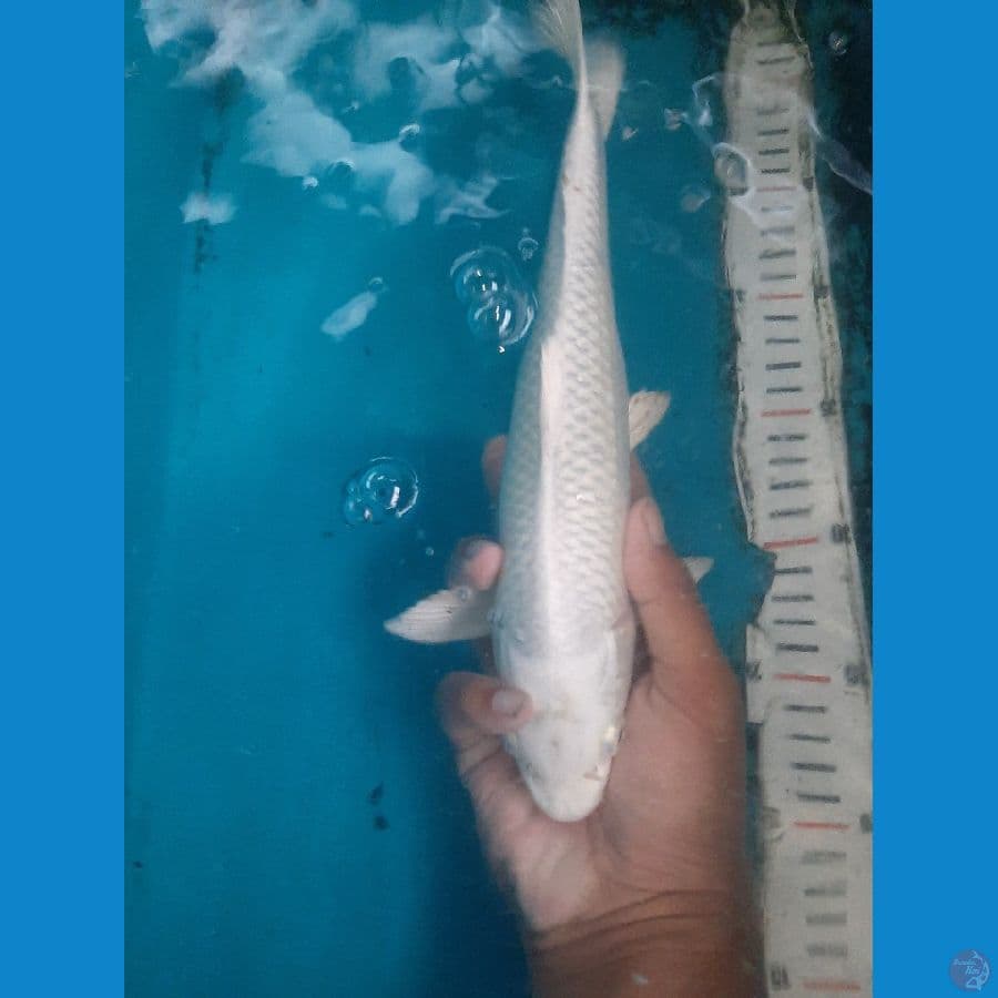 PLATINUM 30CM
