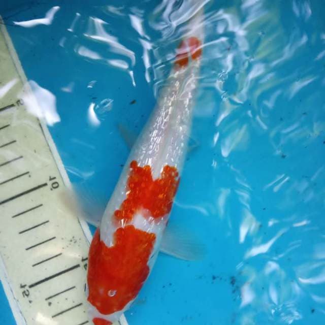 Kohaku ginrin 23bu