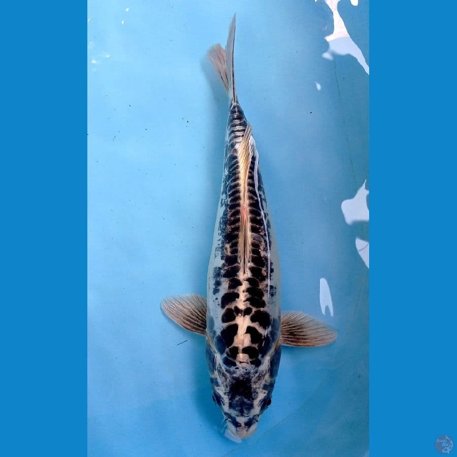 kiko 35 cm