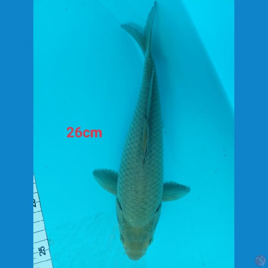 soragoi 26 cm