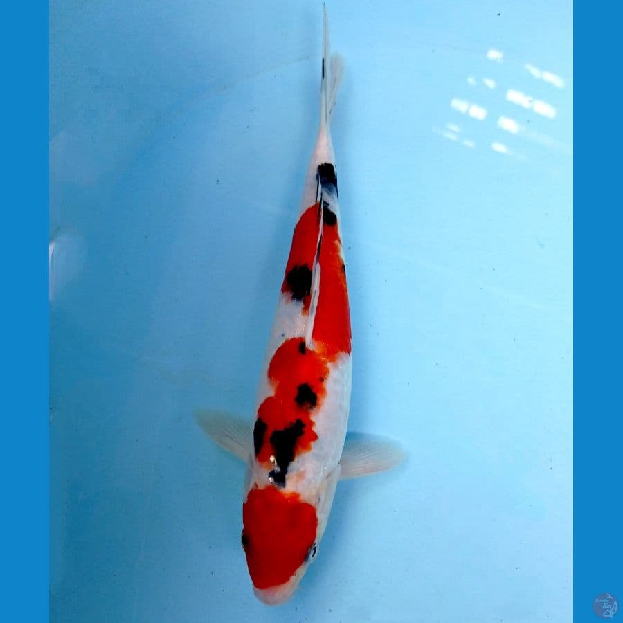 sanke 23 cm