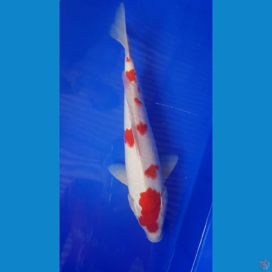kohaku 33cm