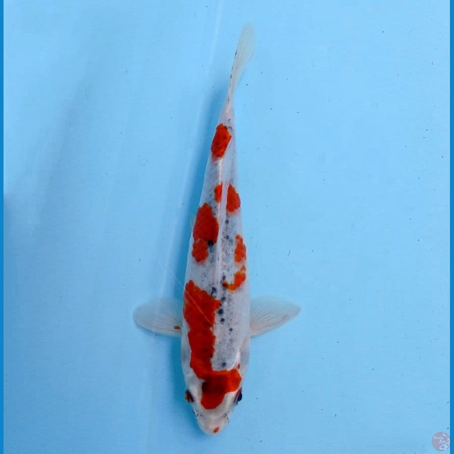 goshiki 21 cm