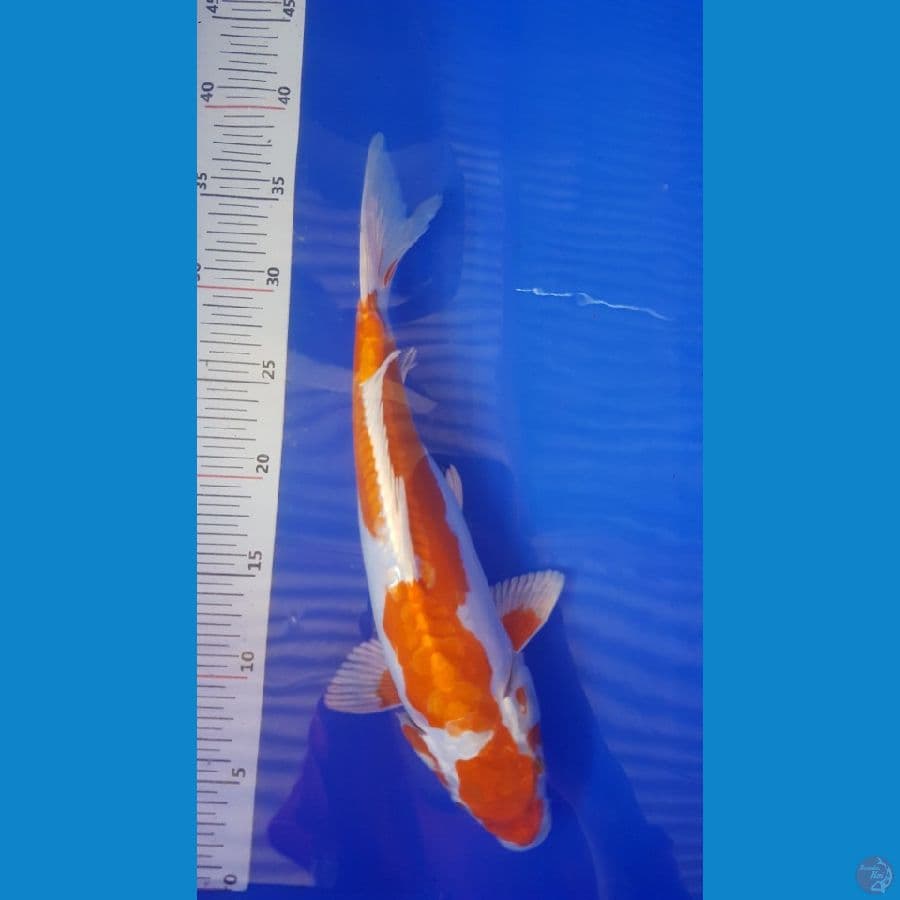 kikoshui 33cm