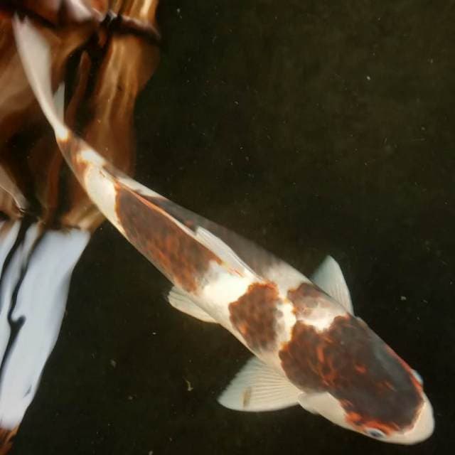 Ai Goromo 40cm
