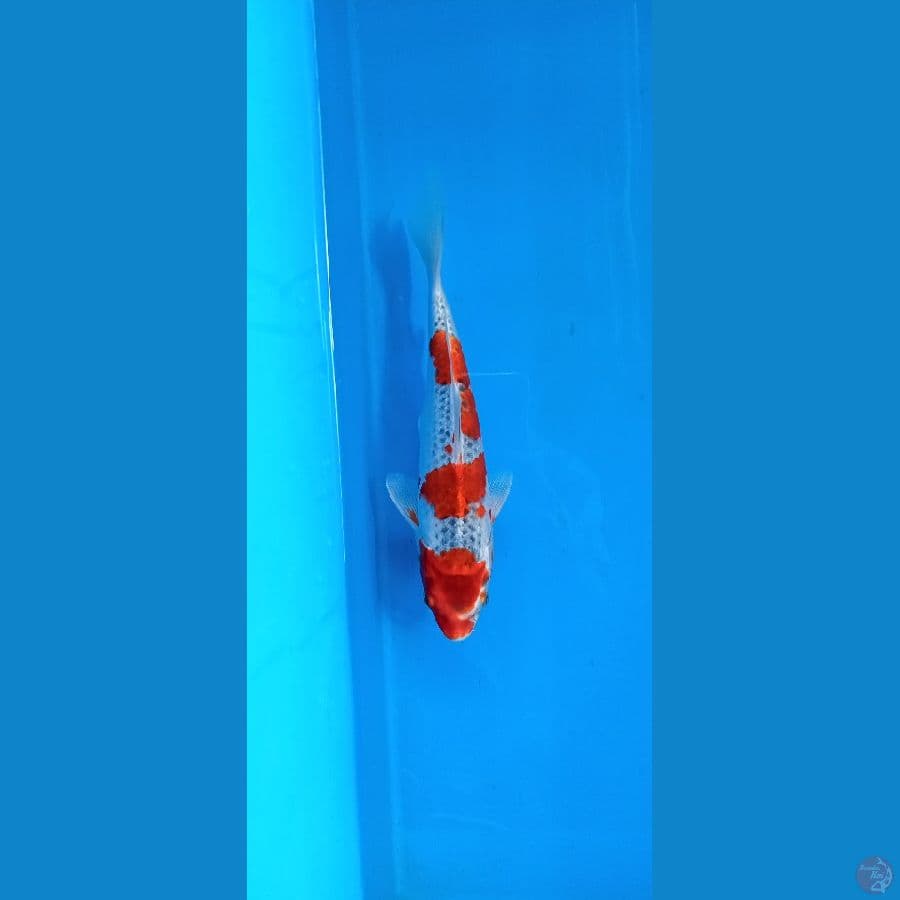 ghosiki 24cm