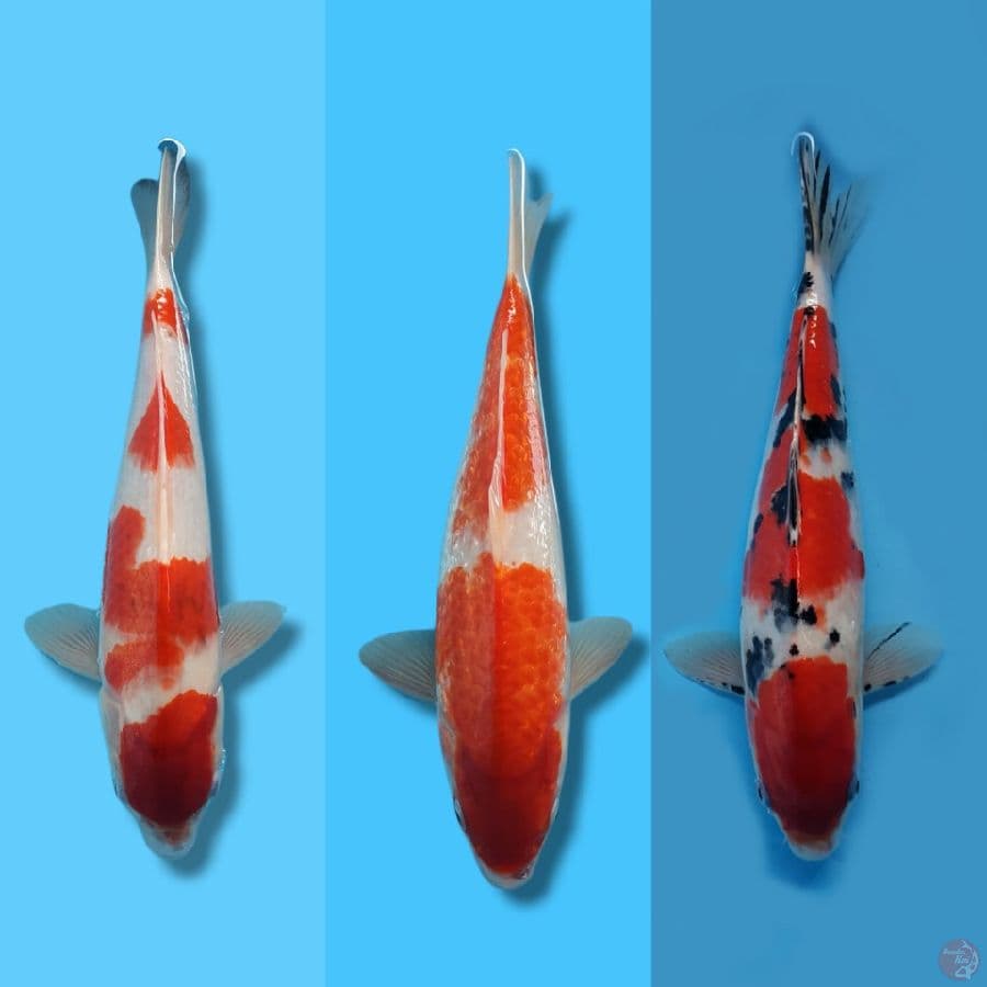 PAKET KOHAKU GINDRIN, SANKE HQ 32,34,36 JANTAN SEMUA