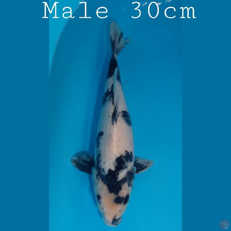 Shiro Jantan 30cm