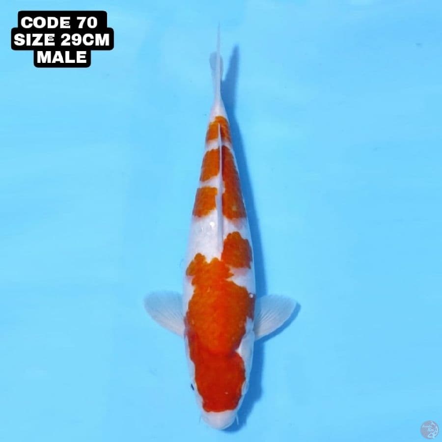 KOHAKU (MINUS DEKIK)