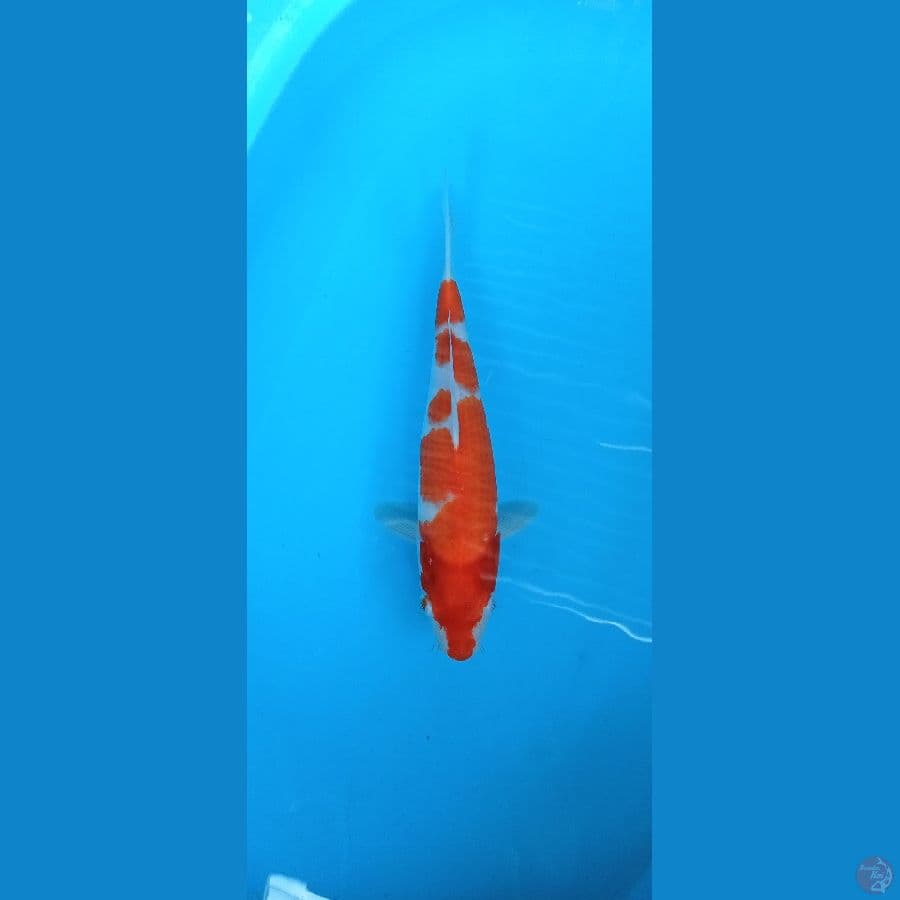 kohaku 32cm