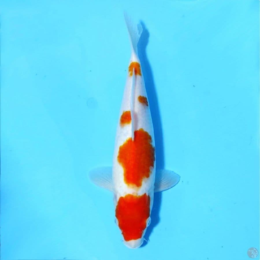MARUTEN KOHAKU F1