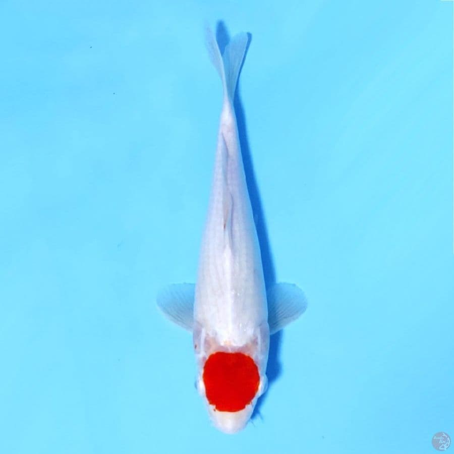 TANCHO KOHAKU ORIGINAL