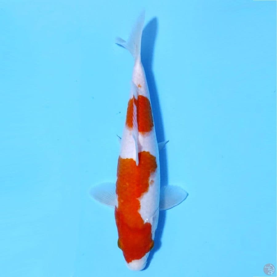 KOHAKU F1