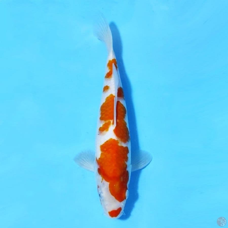 KOHAKU F1 ORIGINAL