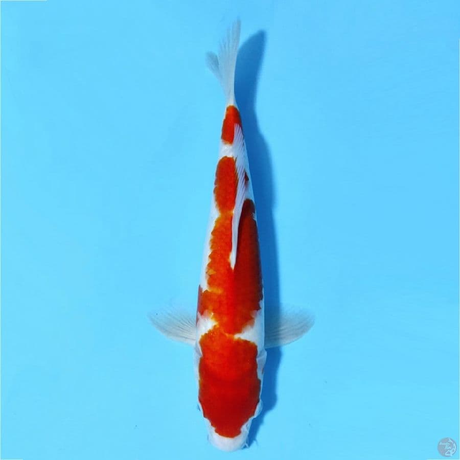 KOHAKU F1 ORIGINAL