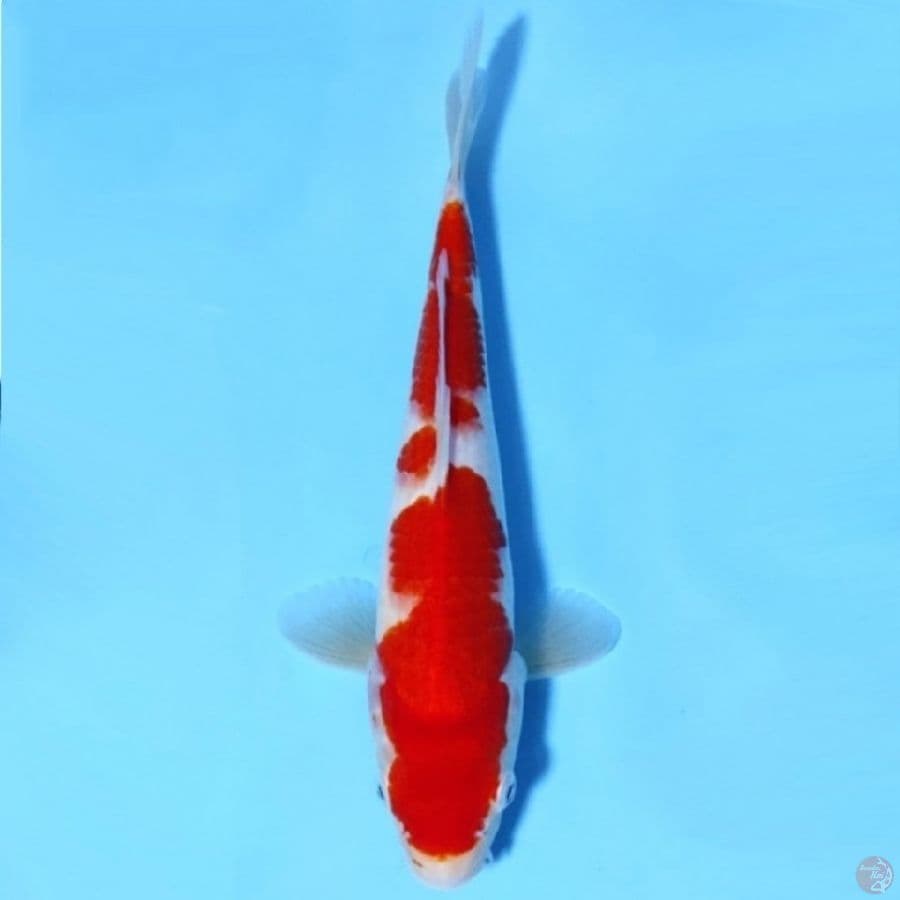 KOHAKU BENI TEBAL