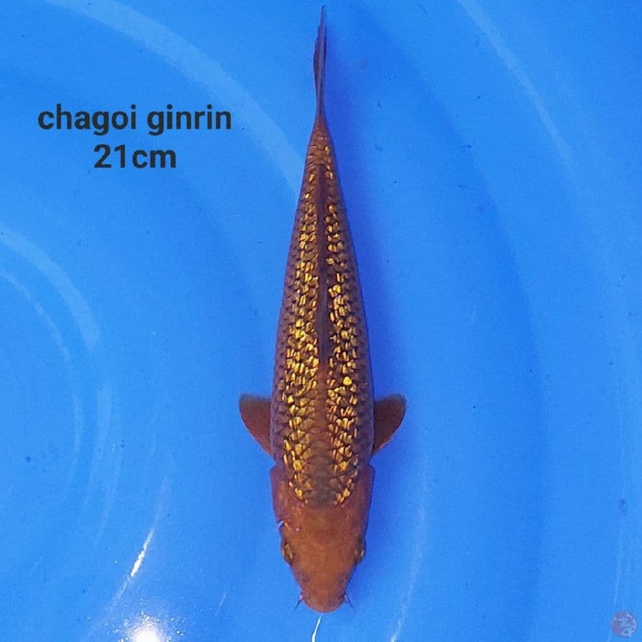 JOS CHAGOI GINRIN