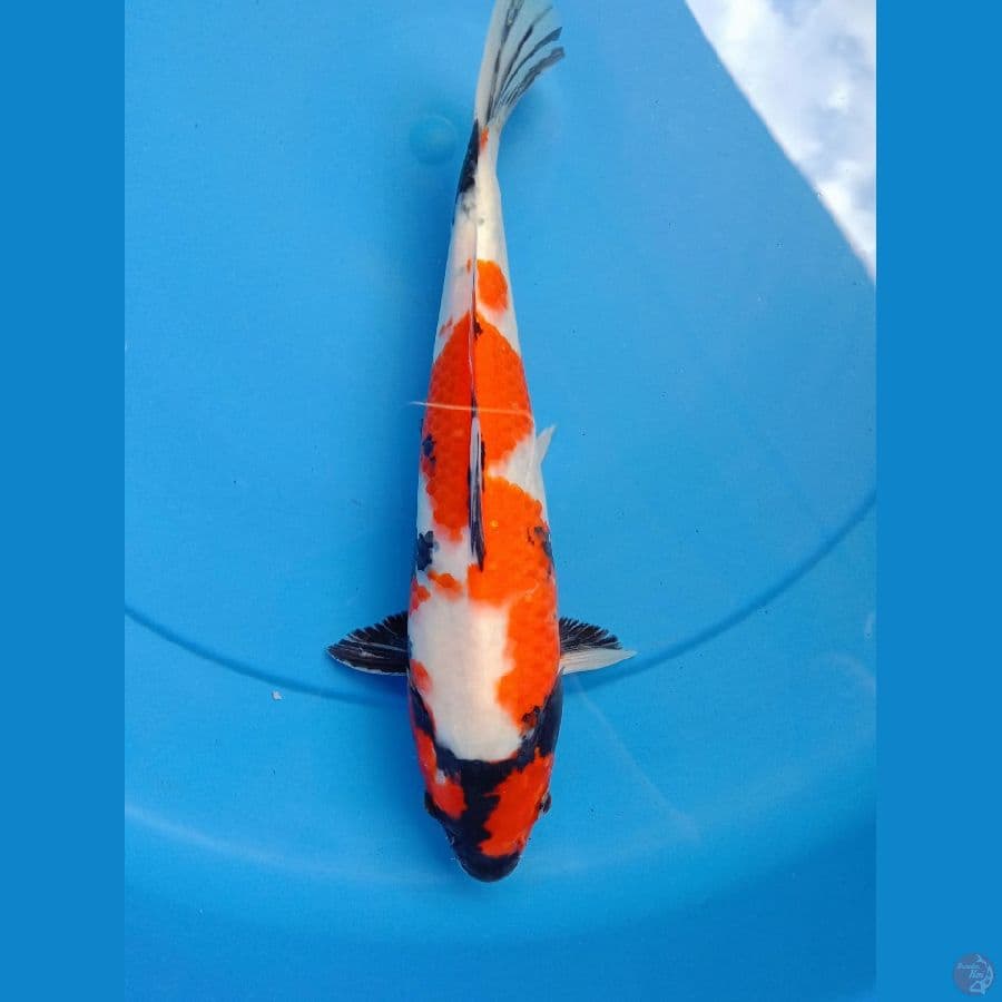 Showa 28 cm