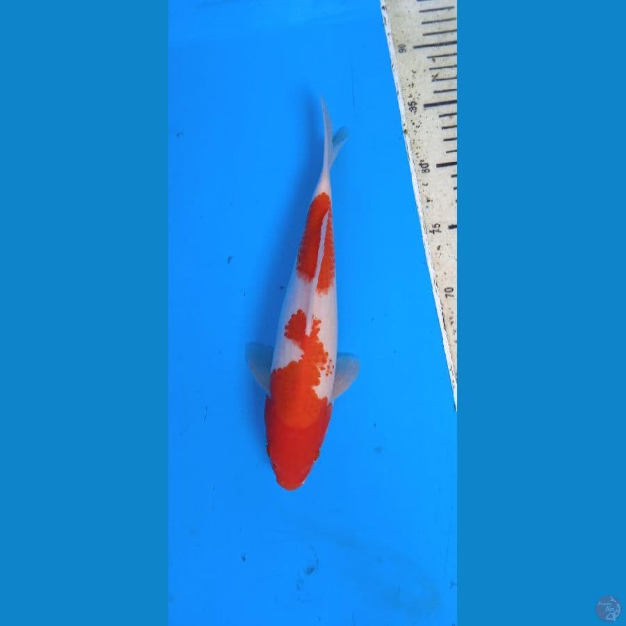 kohaku merah strong 27 cm