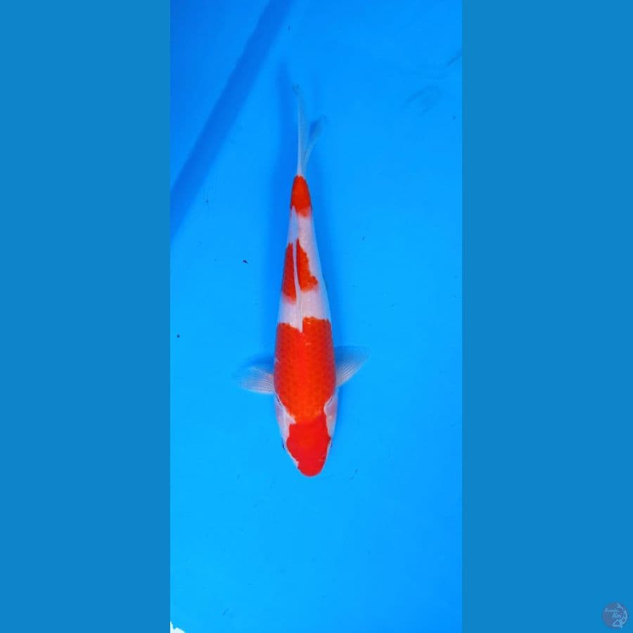 kohaku merah pekat 26 cm