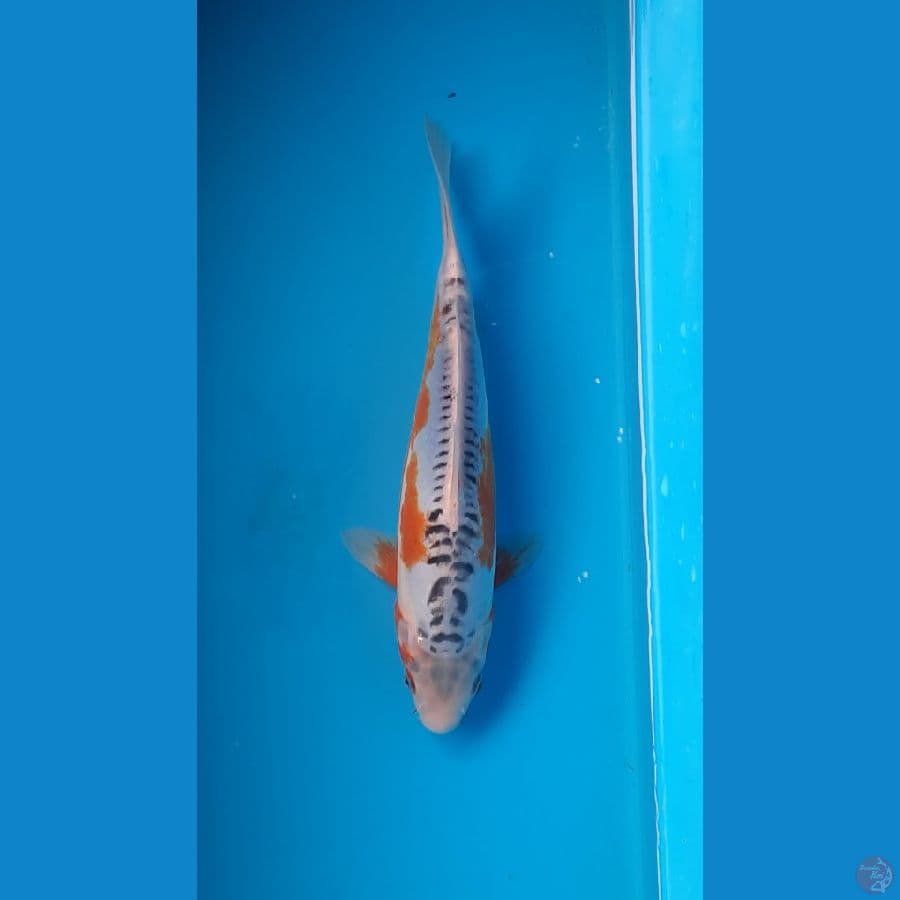 shusui 25cm