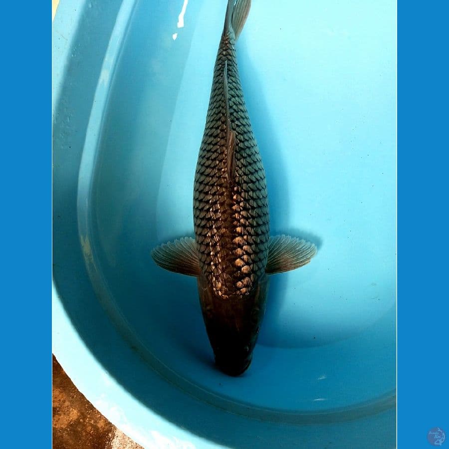 JUMBO SORAGOI GINRIN HITAM 52 CM