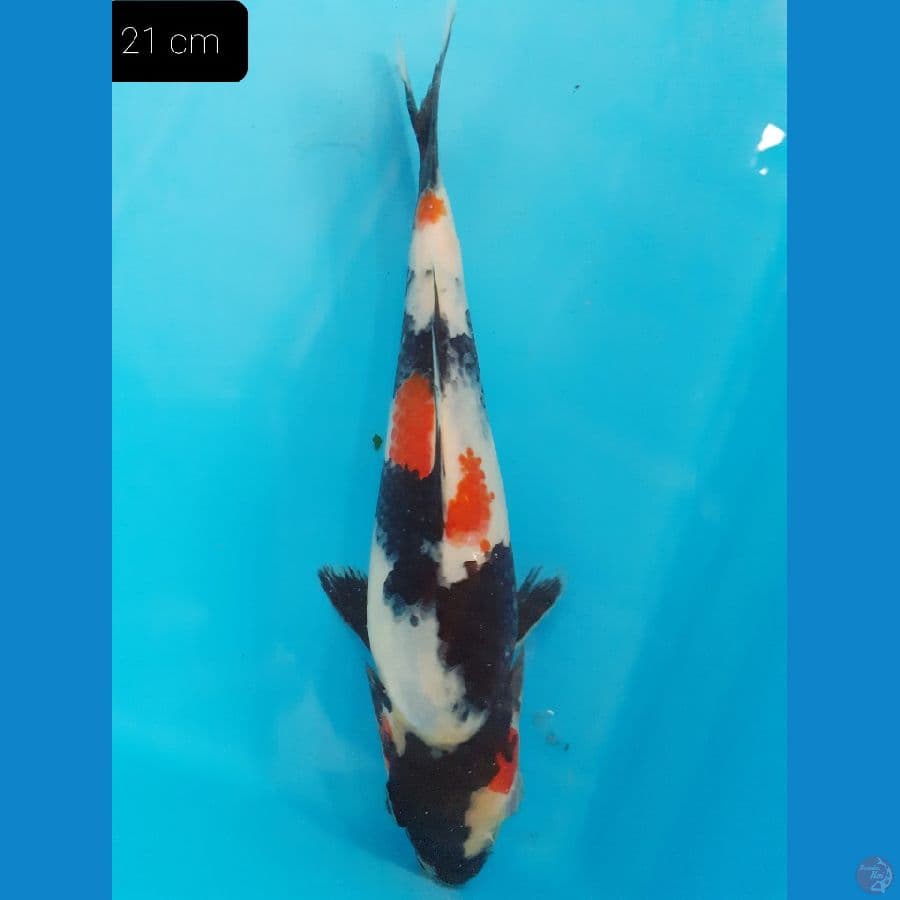 showa 21 cm