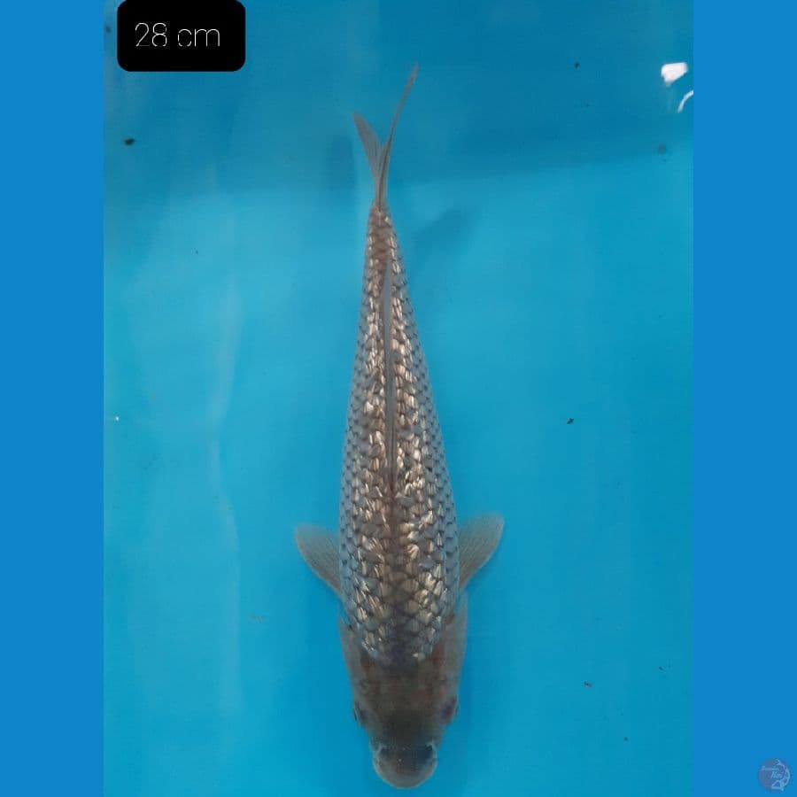 Soragoi gindrin 28 cm