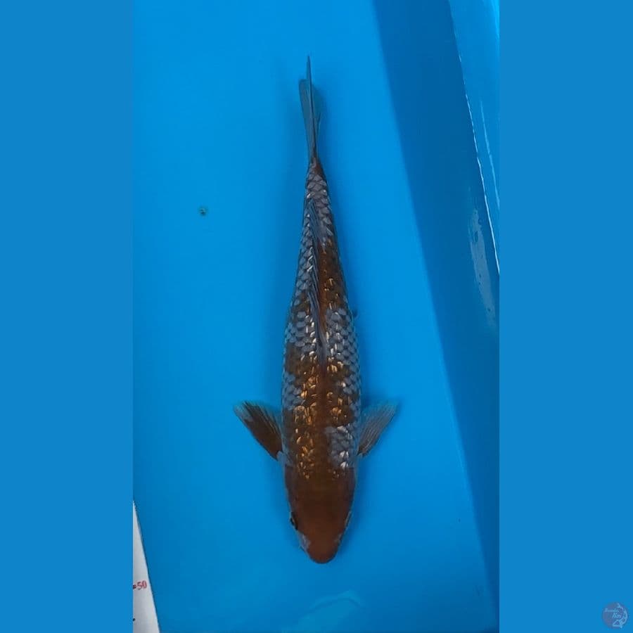 ochiba ginrin 31cm