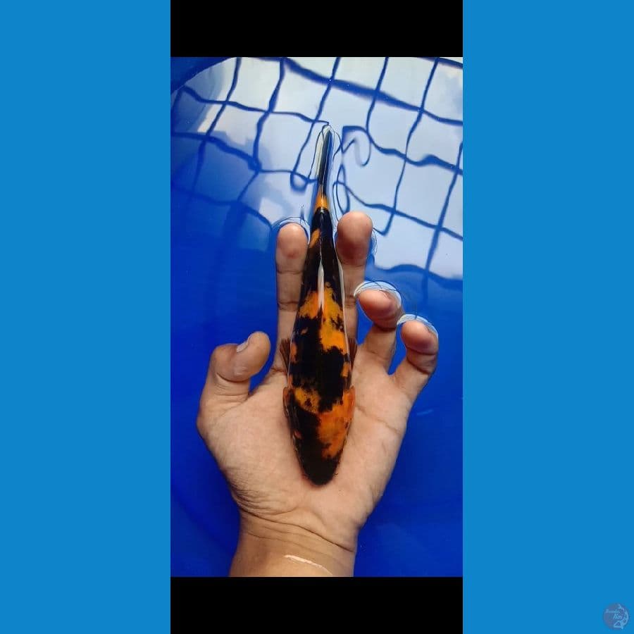 doitsu murni hiutsuri