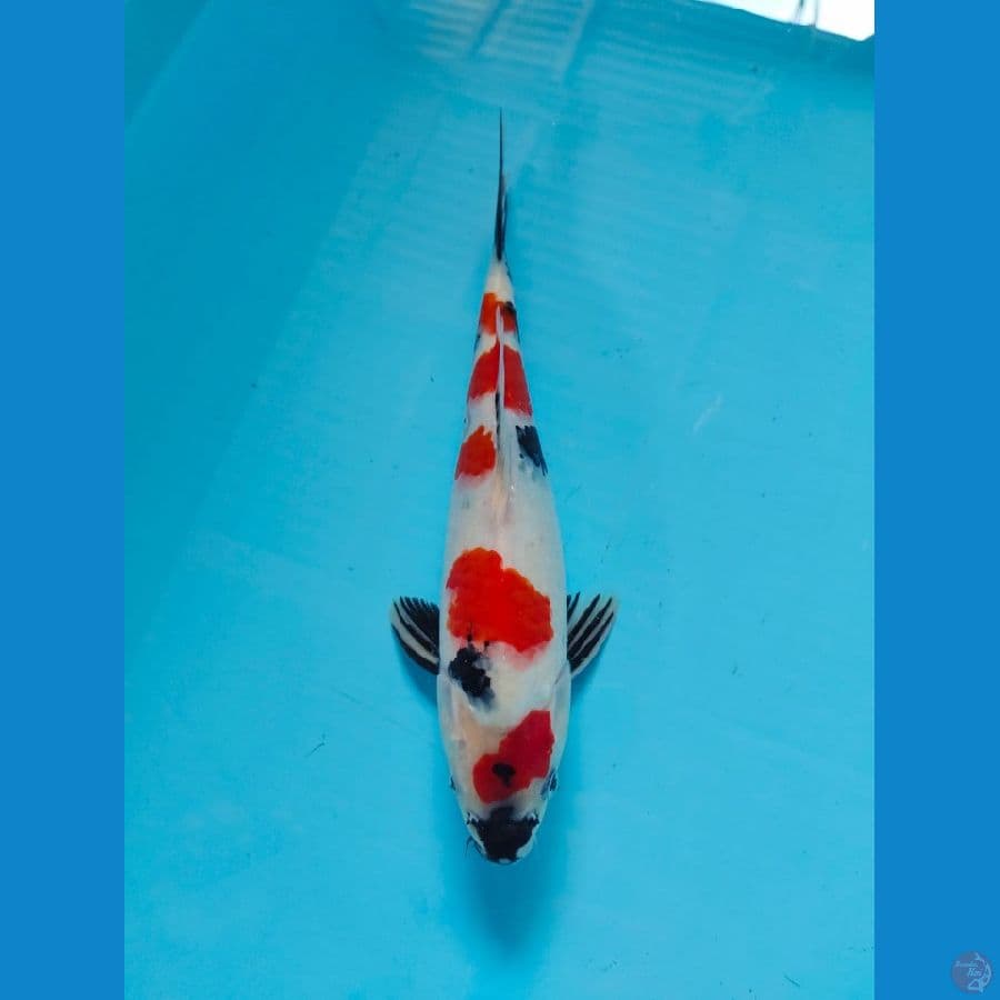 showa male 31cm