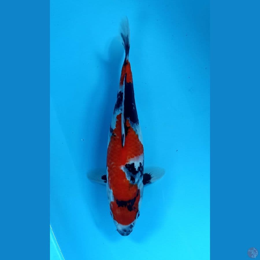 showa 33cm
